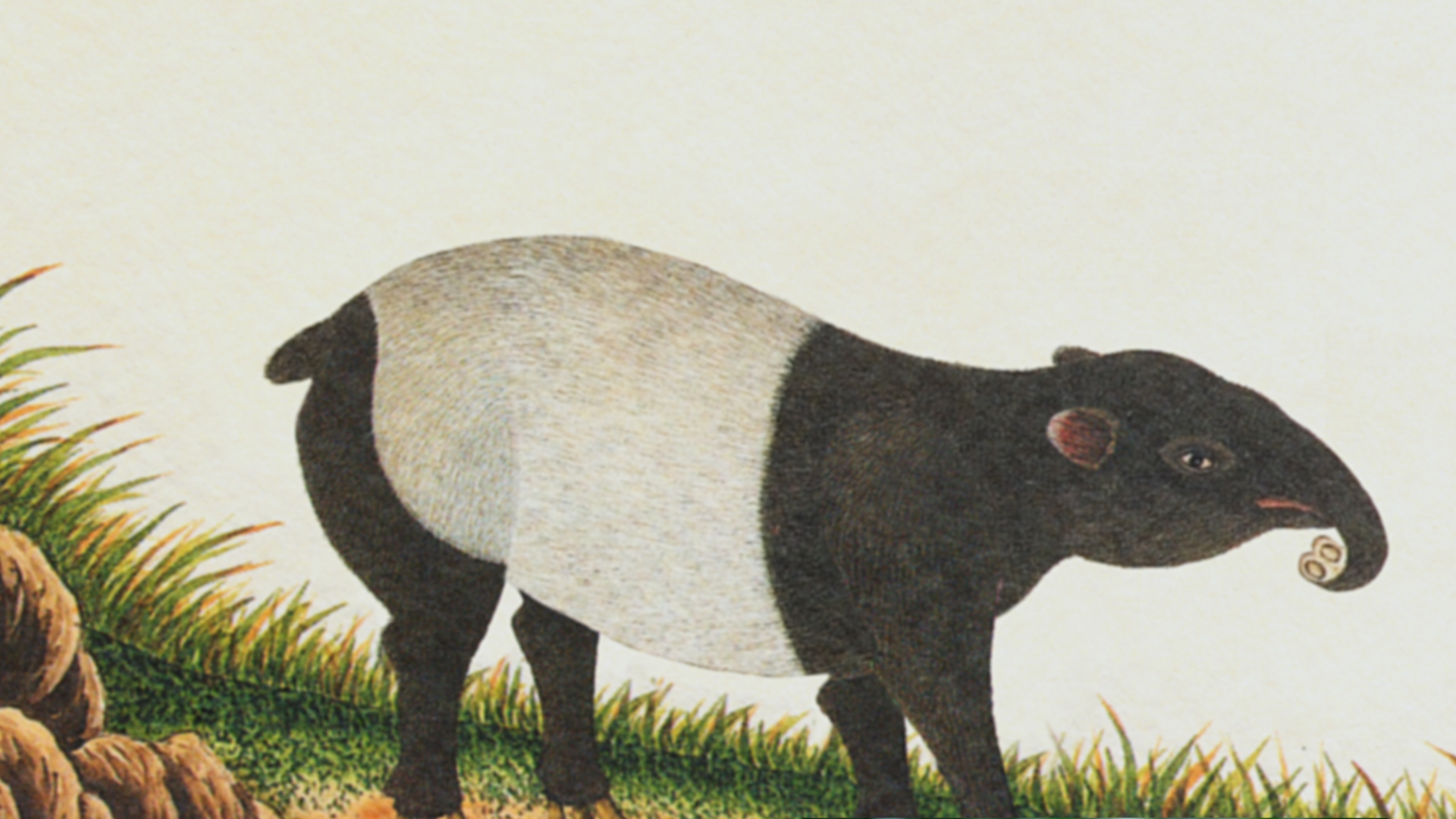 黑與白－馬來貘 / Black and White – Malayan Tapir (局部)